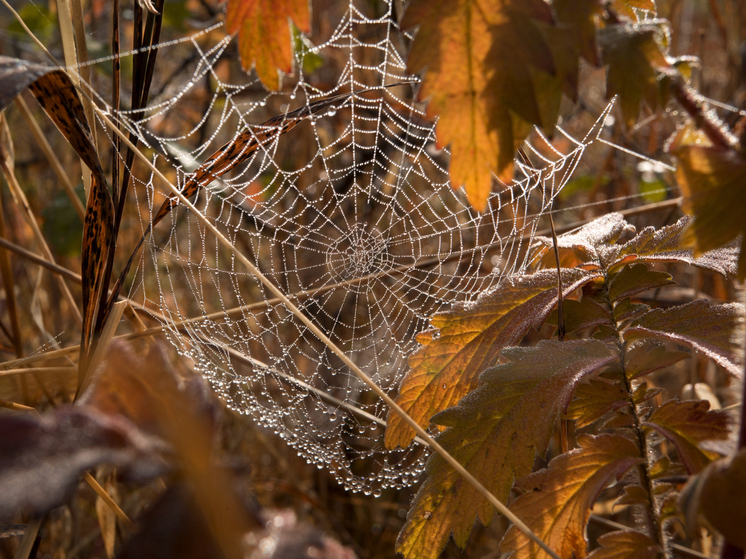 Россиянам объяснили, что 17 октября на Ерофея Лешегона нельзя говорить с незнакомцами