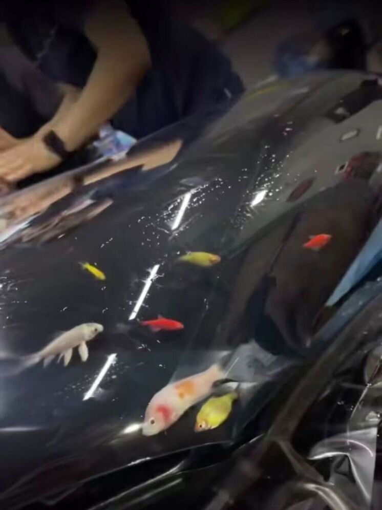 В Узбекистане автосервис заливал живых рыб под пленку автомобиля