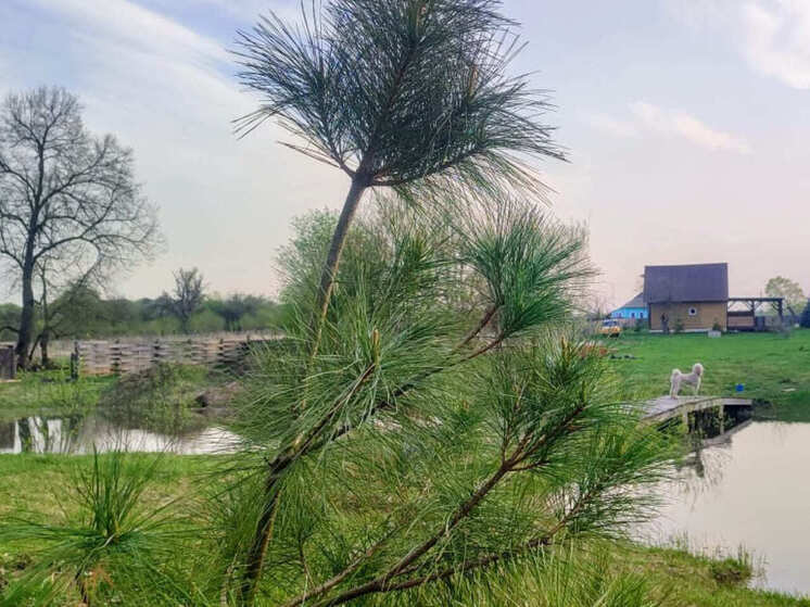 Будут кедры шуметь вековые