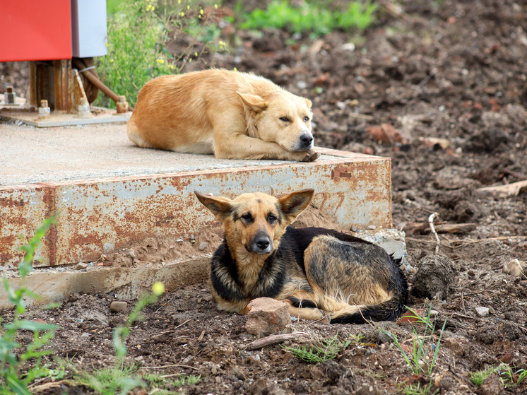 Эксперт Госдумы Алексеева назвала причину взрывного роста популяции бродячих собак