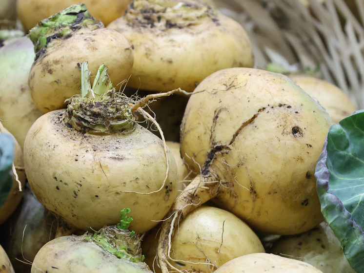 Россиянам рассказали, какие блюда можно приготовить из репы