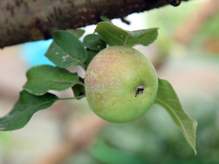 Диетолог Соломатина посоветовала не покупать в магазине яблоки "как с картинки"
