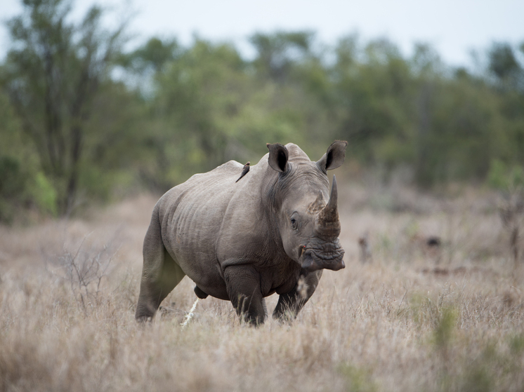 В Южной Африке запустили необычный проект по борьбе с нелегальной торговлей носорожьими рогами