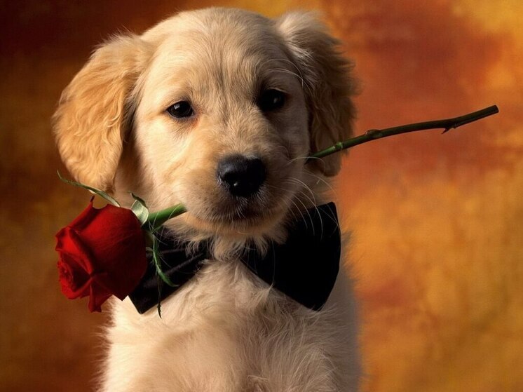 Дни рождения 12 ноября