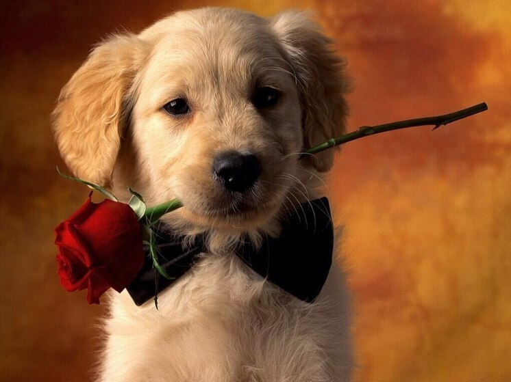 Дни рождения 14, 15 и 16 ноября