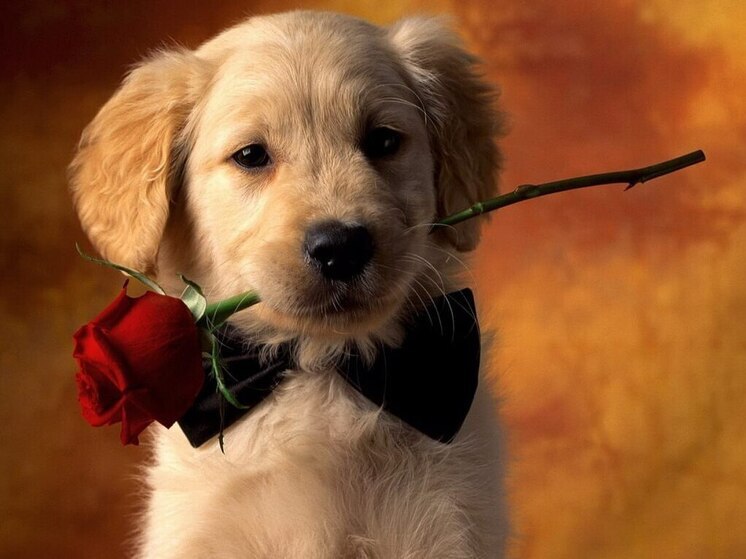 Дни рождения 15, 16 и 17 августа