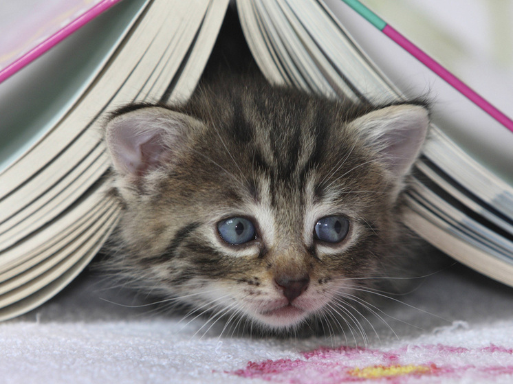 Критик Дарья Ефремова объяснила, почему кошатники в России читают больше, чем собачники