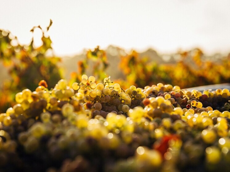 Метанол и сивуха: чем опасно домашнее вино