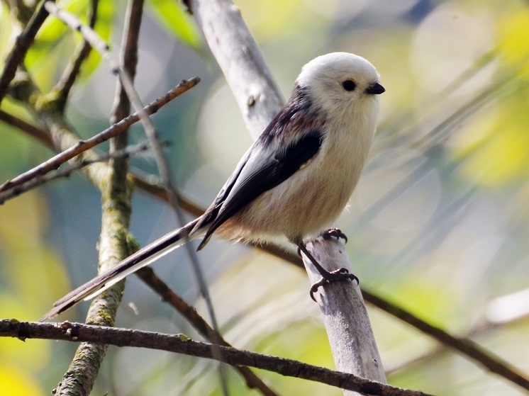 Ужи-"шатуны" и цветочки-лютики: как природа пытается приспособиться к теплой осени