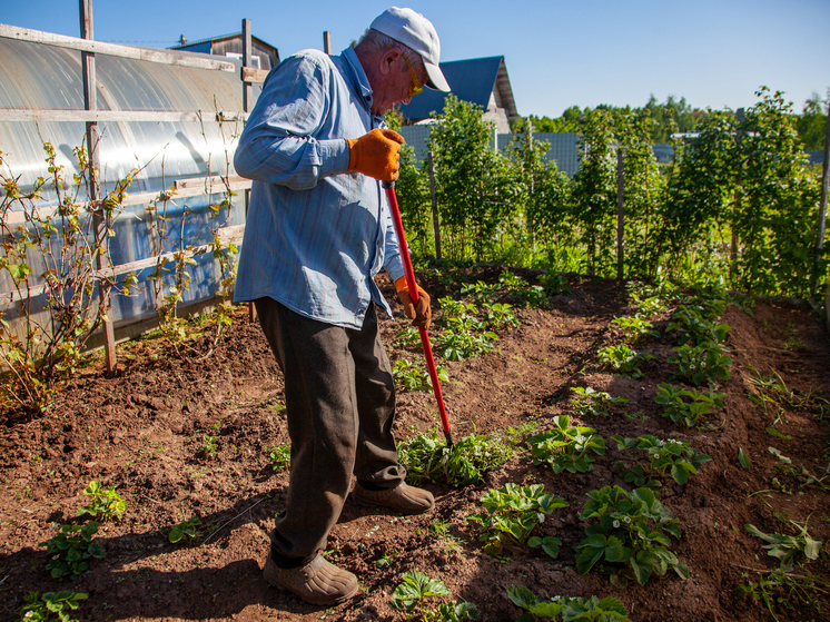 Научный сотрудник Зоомузея МГУ Евгений Дунаев рассказал, как спасти урожай от грызунов и птиц