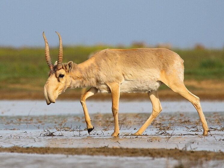 Мясо сайгака в Казахстане продают дешевле говядины