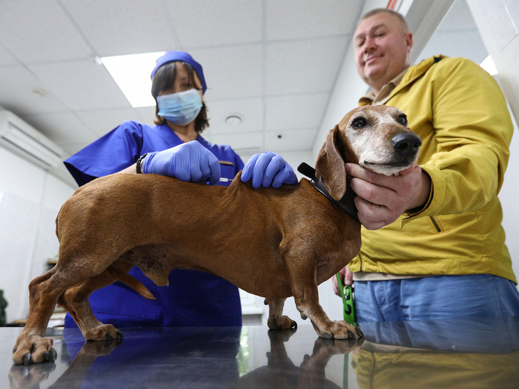 Российские власти запускают цифровой реестр владельцев и питомцев