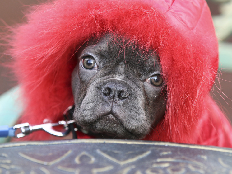 Очеловечивание питомцев вредит их психике предупреждают эксперты