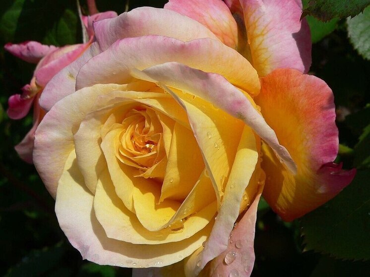 Штамбовая роза, вистерия или южный орех в нашем климате по зубам только профессионалам