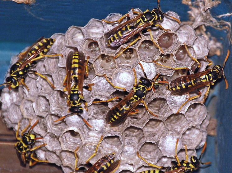 Число обращений британцев за помощью от укусов ос-убийц выросло на 600%