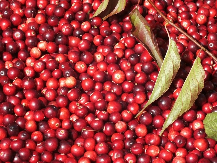 Россиянам рассказали, чем заняться на огороде 2 сентября