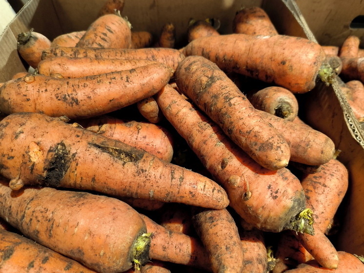 Россиянам рассказали, чем заняться на огороде 7 сентября