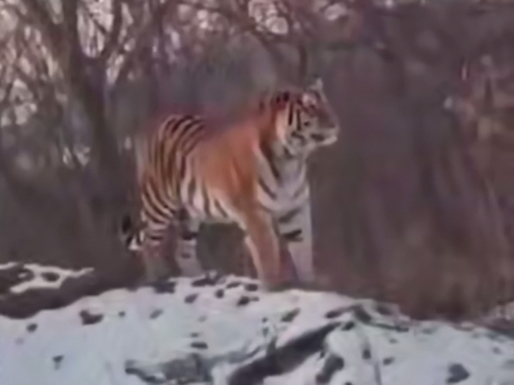 Крупный тигр поселился у трассы в Приморье, став местной достопримечательностью