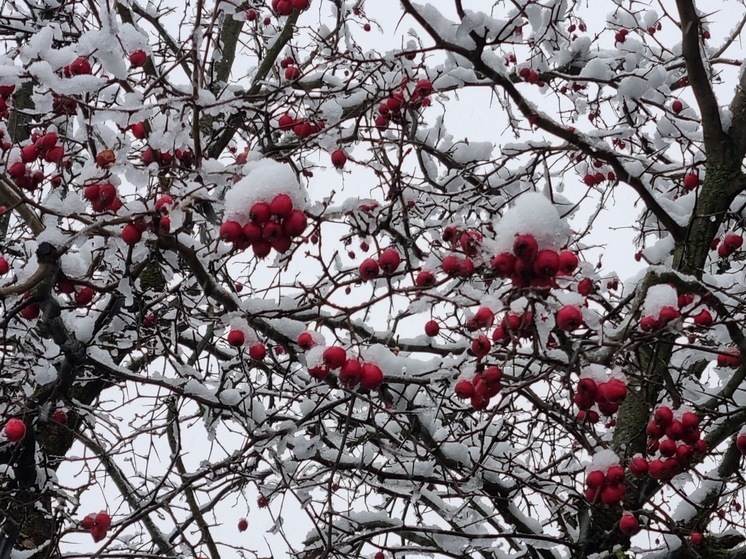 А снег придет: зима наступит в день, когда она начиналась по старому календарю