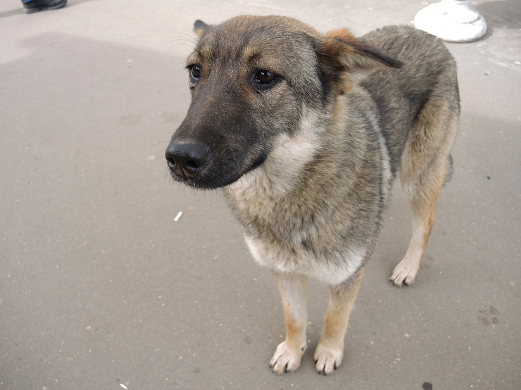 Эксперты рассказали, как  правильно помочь найденному на даче животному