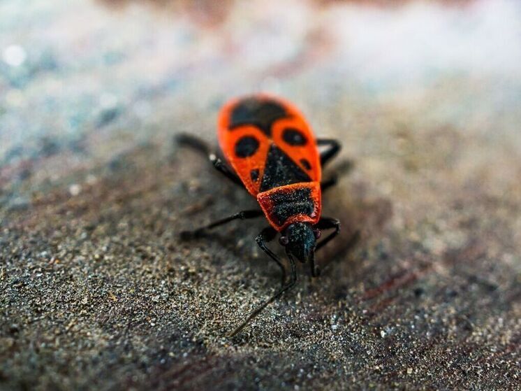 Нашествие насекомых осенью — откуда они берутся и как от них избавиться