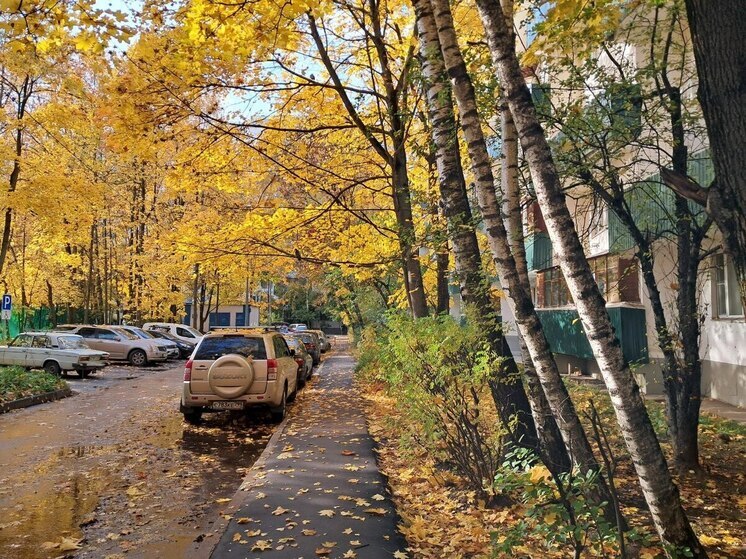 Около трех тысяч деревьев украсят вылетные магистрали Москвы