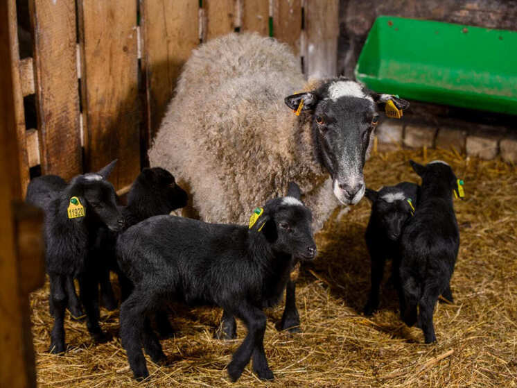 От заброшенной фермы до агроимперии: как ярославский фермер возрождает русское село