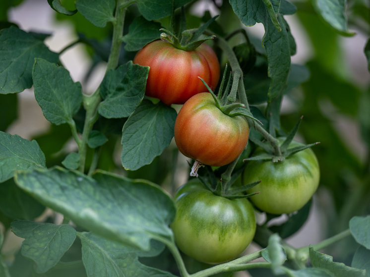 Дачный эксперт Виктор Ольшанский дал эксклюзивные советы садоводам на август