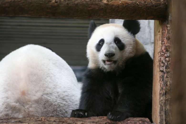 Панда Катюша