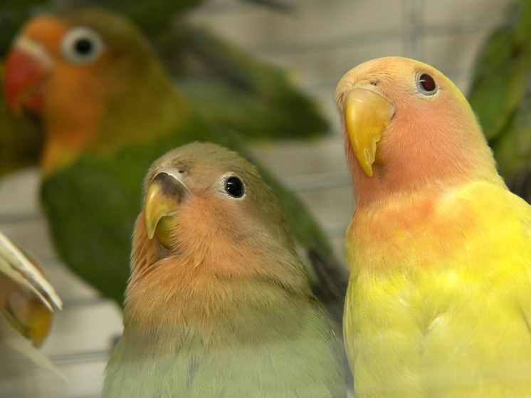 Одного из сбежавших попугаев поймали на Северо-Востоке Москвы