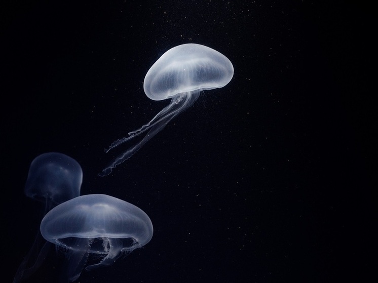 Впервые за полвека обнаружена похожая на чертополох медуза