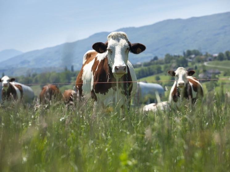 Путь молока: от фермы до холодильника