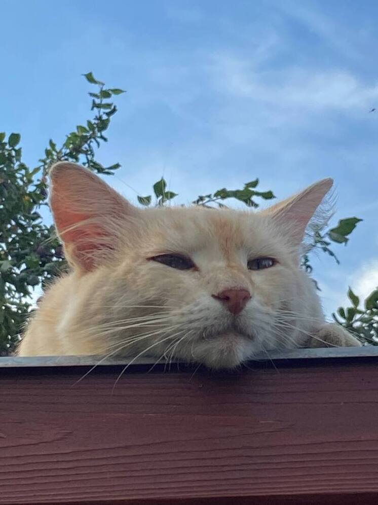 Schizophrenia Bulletin:Домашние кошки увеличивают риск шизофрении для владельцев