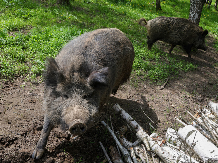 В Северной столице расплодились дикие свиньи