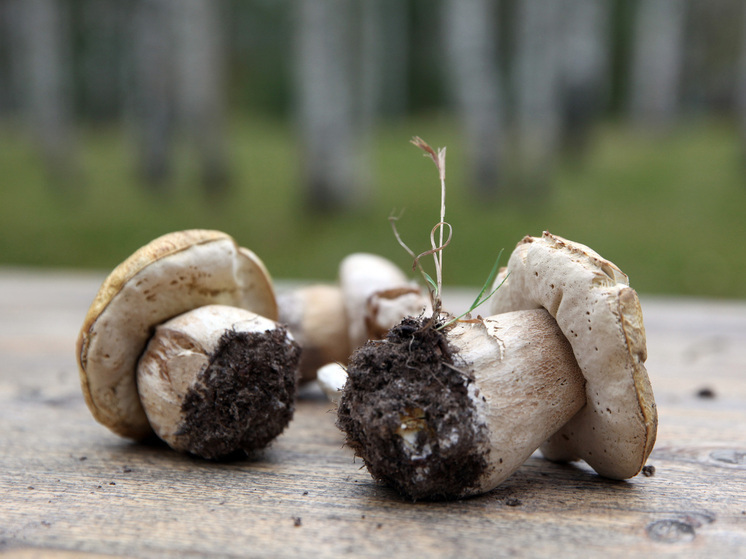 Россиян предупредили о тюрьме и штрафах за сбор грибов