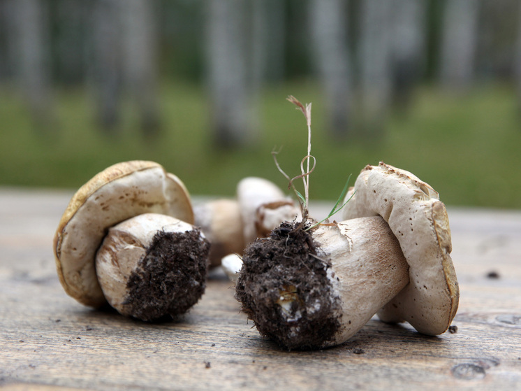 Россиян предупредили о тюрьме и штрафах за сбор грибов