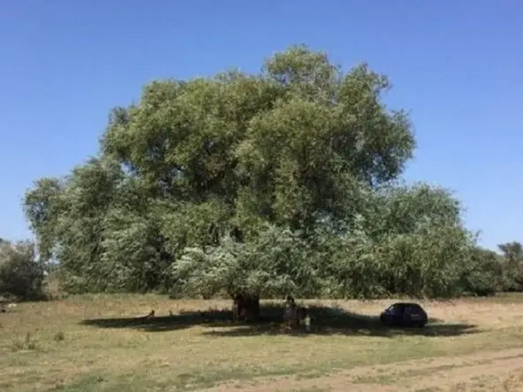 Победителем конкурса «Российское дерево года - 2025» стала столетняя «Бабушка Ива»