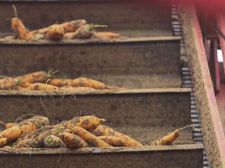 Жительница Сясьстроя вырастила полутораметровую морковь