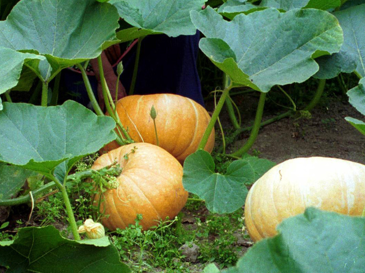 Какие овощи осенью лучше всего есть с грядки и почему