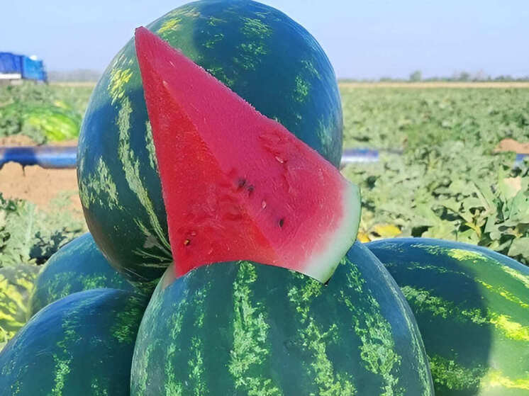 Современные будни арбузного фермерства