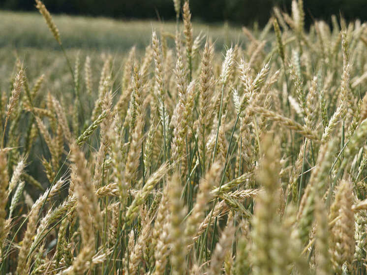 Более 350 участников, 700 образцов сельхозтехники и дискуссии о цифровизации