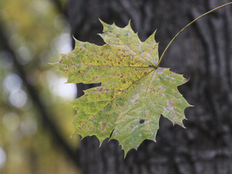 Синоптик Вильфанд прогнозирует теплое начало осени почти во всей России