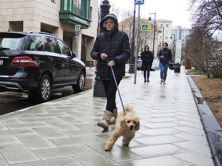Видеокамеры в жилых многоэтажках помогут вычислить хозяев, которые не убирают за питомцами