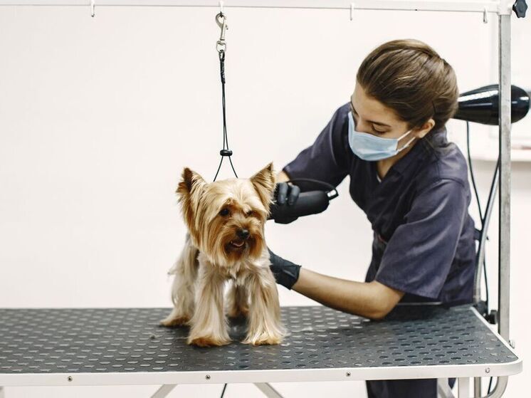 Владельцы собак в Москве тратят на питомцев до 20 тысяч рублей ежемесячно