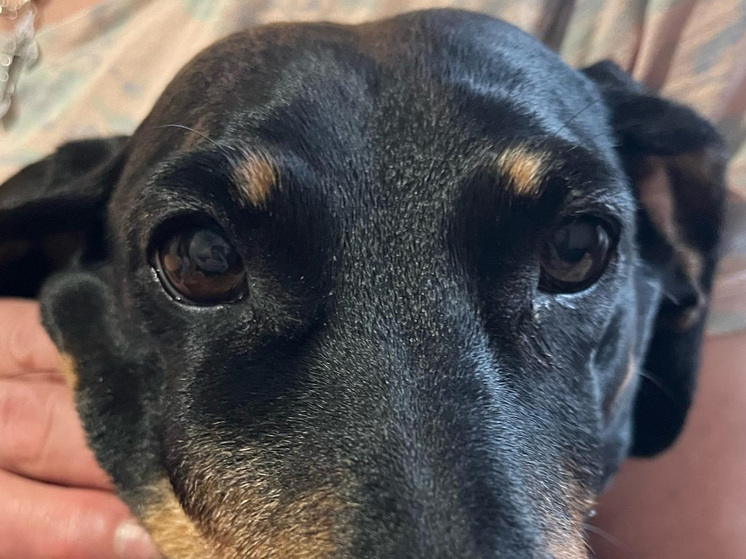 Женщина добилась выселения старой таксы соседки из коммунальной квартиры в Нижнем Новгороде