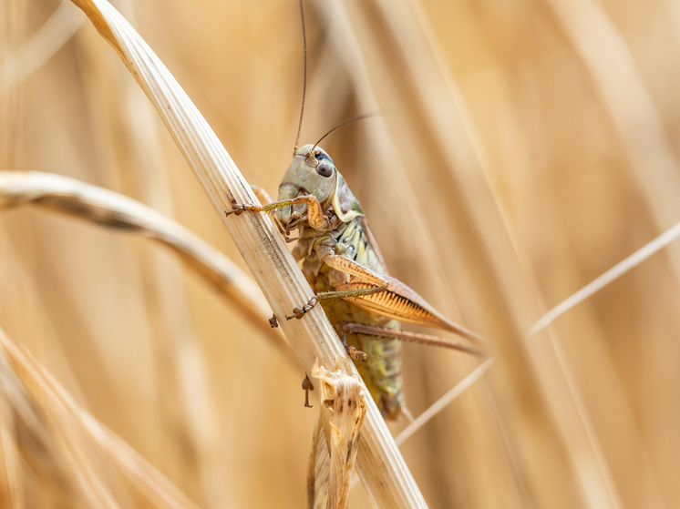 Соскин: нашествие египетской саранчи может привести к голоду на Украине грядущей зимой