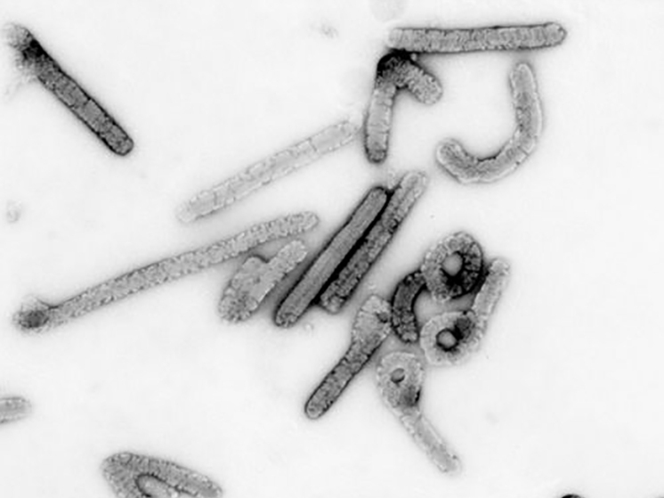 В Эфиопии выявлены случаи заболевания опасным вирусом