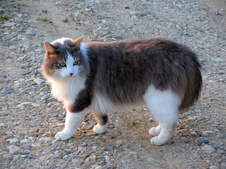 Нищающие британцы все чаще бросают своих кошек и собак