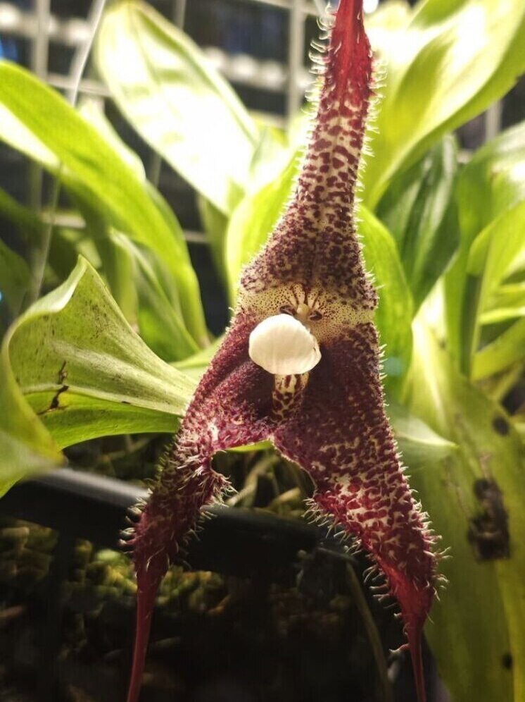 В Москве зацвела уникальная орхидея, которую стоит бояться