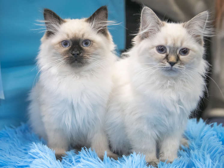 Ветеринары рассказали о самых необычных кличках кошек